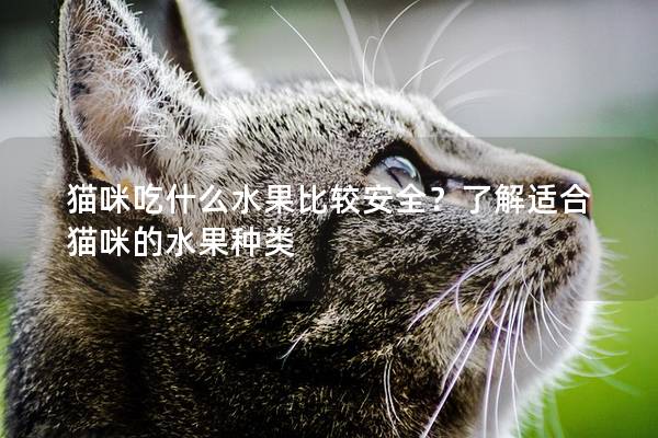貓咪吃什么水果比較安全？了解適合貓咪的水果種類
