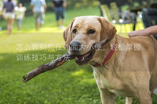 怎么教狗狗在外面大小便，輕松掌握訓練技巧與方法