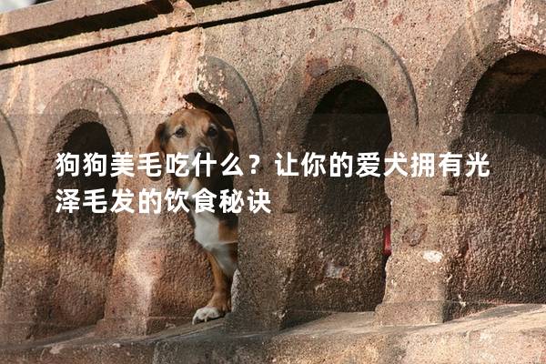 狗狗美毛吃什么？讓你的愛犬擁有光澤毛發的飲食秘訣