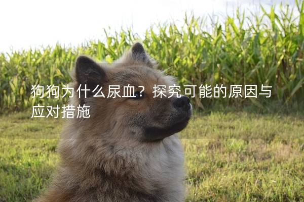 狗狗為什么尿血？探究可能的原因與應對措施