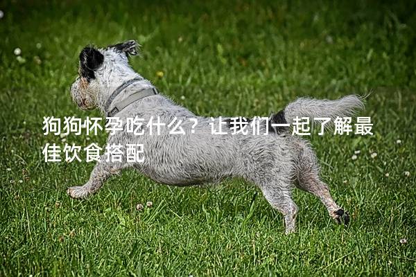 狗狗懷孕吃什么?讓我們一起了解最佳飲食搭配 狗狗懷孕吃什么?讓我們一起了解最佳飲食搭配