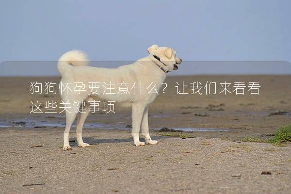 狗狗懷孕要注意什么？讓我們來看看這些關(guān)鍵事項