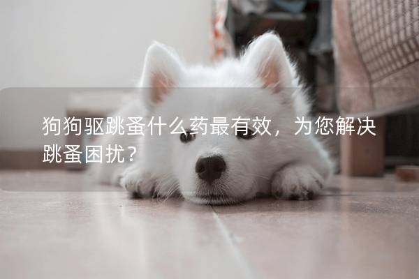 狗狗驅跳蚤什么藥最有效,為您解決跳蚤困擾? 狗狗驅跳蚤什么藥最有效,為您解決跳蚤困擾?