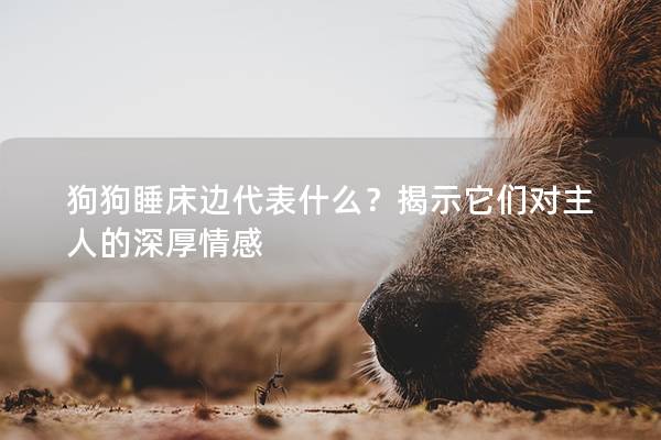 狗狗睡床邊代表什么?揭示它們對主人的深厚情感 狗狗睡床邊代表什么?揭示它們對主人的深厚情感