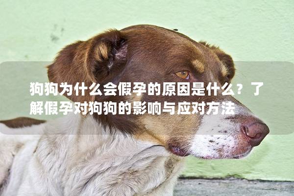 狗狗為什么會假孕的原因是什么？了解假孕對狗狗的影響與應對方法