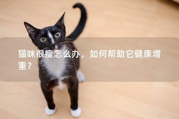 貓咪很瘦怎么辦，如何幫助它健康增重？