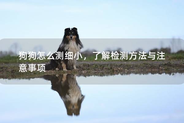 狗狗怎么測細小,了解檢測方法與注意事項 狗狗怎么測細小,了解檢測方法與注意事項
