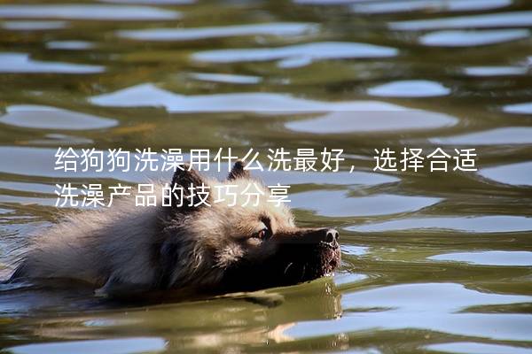 給狗狗洗澡用什么洗最好，選擇合適洗澡產品的技巧分享
