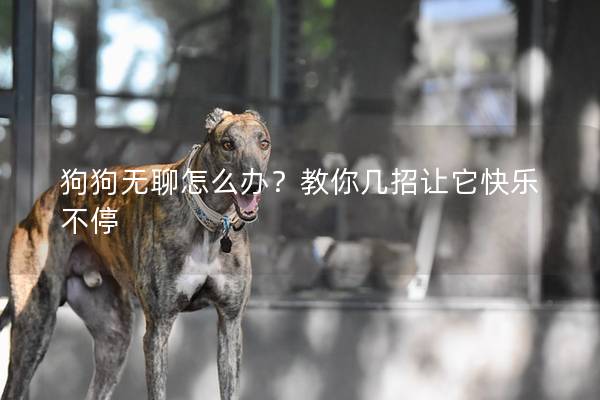 狗狗無聊怎么辦？教你幾招讓它快樂不停