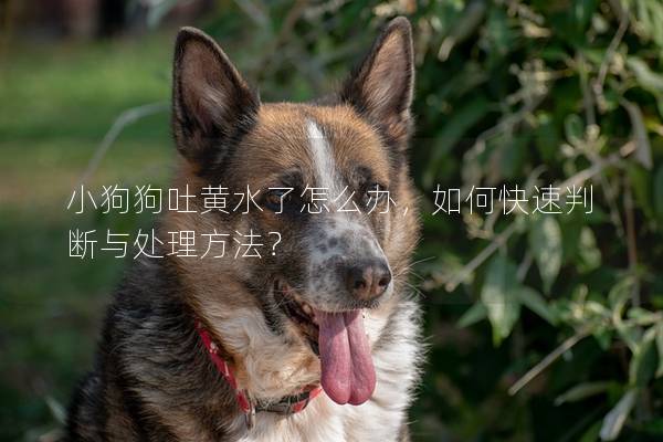 小狗狗吐黃水了怎么辦，如何快速判斷與處理方法？