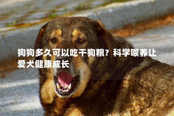 狗狗多久可以吃干狗糧?科學喂養讓愛犬健康成長 狗狗多久可以吃干狗糧?科學喂養讓愛犬健康成長