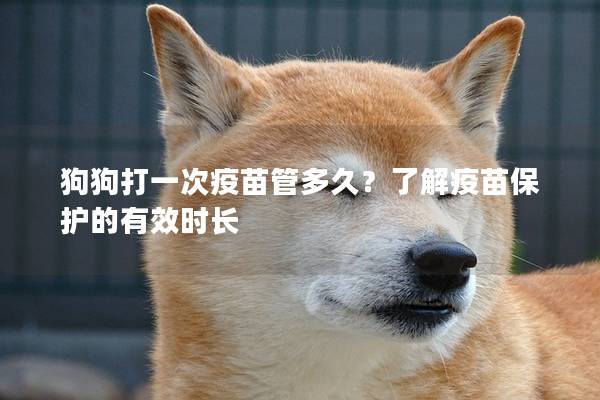 狗狗打一次疫苗管多久?了解疫苗保護的有效時長 狗狗打一次疫苗管多久?了解疫苗保護的有效時長