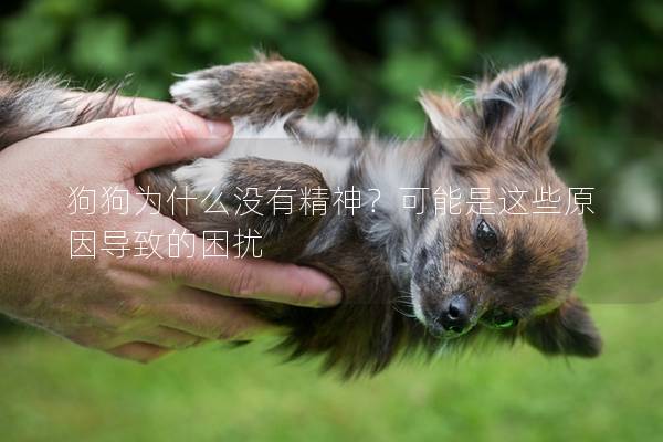 狗狗為什么沒有精神？可能是這些原因導致的困擾