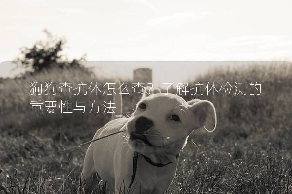 狗狗查抗體怎么查？了解抗體檢測(cè)的重要性與方法