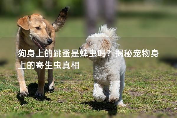 狗身上的跳蚤是蜱蟲嗎？揭秘寵物身上的寄生蟲真相