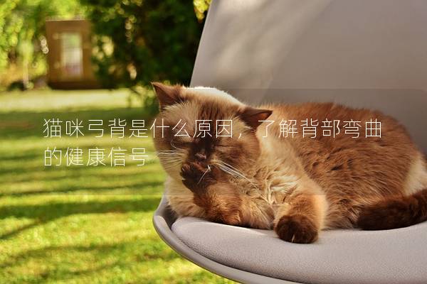 貓咪弓背是什么原因，了解背部彎曲的健康信號