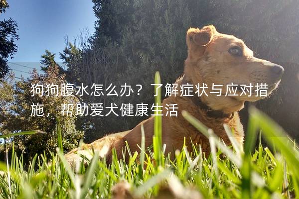 狗狗腹水怎么辦？了解癥狀與應對措施，幫助愛犬健康生活