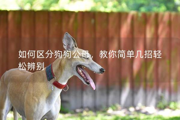 如何區(qū)分狗狗公母，教你簡(jiǎn)單幾招輕松辨別