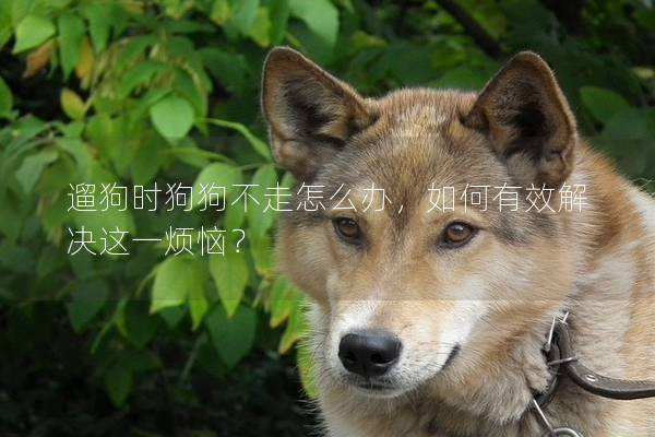 遛狗時狗狗不走怎么辦,如何有效解決這一煩惱? 遛狗時狗狗不走怎么辦,如何有效解決這一煩惱?