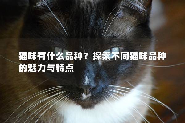 貓咪有什么品種？探索不同貓咪品種的魅力與特點