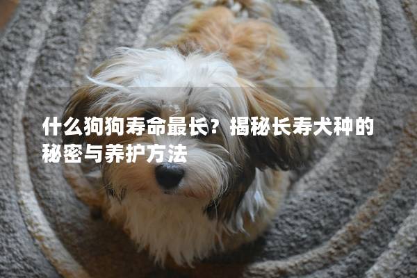 什么狗狗壽命最長？揭秘長壽犬種的秘密與養護方法
