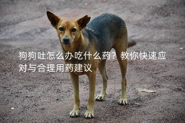狗狗吐怎么辦吃什么藥?教你快速應對與合理用藥建議 狗狗吐怎么辦吃什么藥?教你快速應對與合理用藥建議