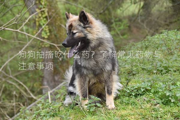 狗狗抽搐吃什么藥？了解常見藥物與注意事項