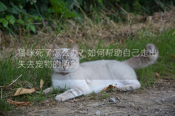 貓咪死了怎么辦?如何幫助自己走出失去寵物的陰影 貓咪死了怎么辦?如何幫助自己走出失去寵物的陰影