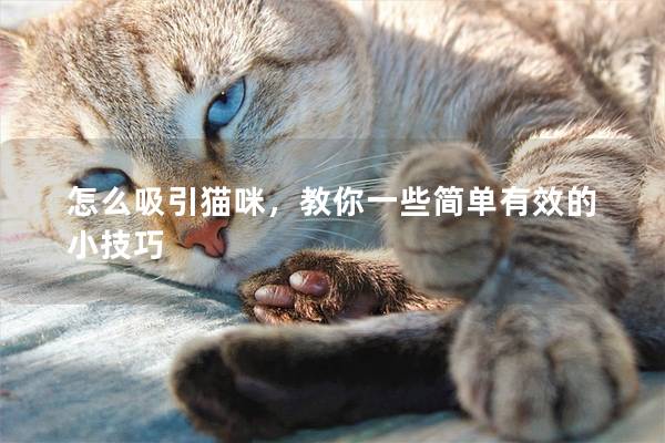 怎么吸引貓咪，教你一些簡(jiǎn)單有效的小技巧