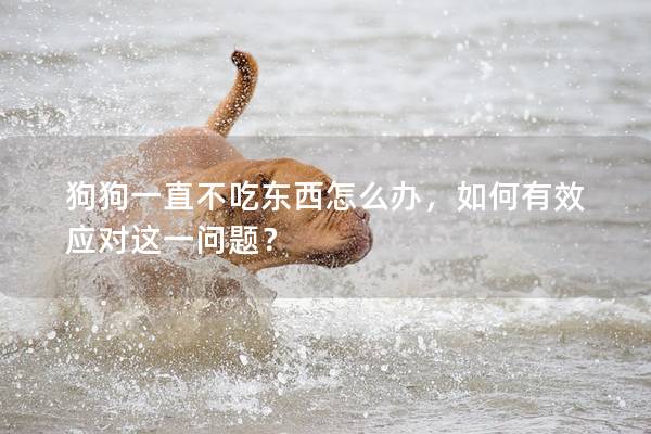 狗狗一直不吃東西怎么辦,如何有效應對這一問題?