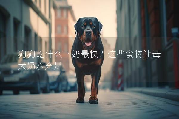 狗狗吃什么下奶最快？這些食物讓母犬奶水充足