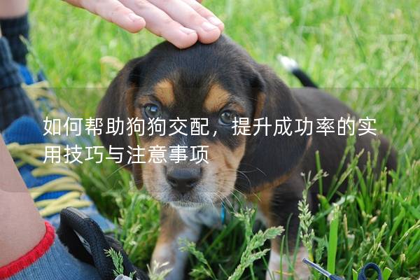 如何幫助狗狗交配，提升成功率的實用技巧與注意事項
