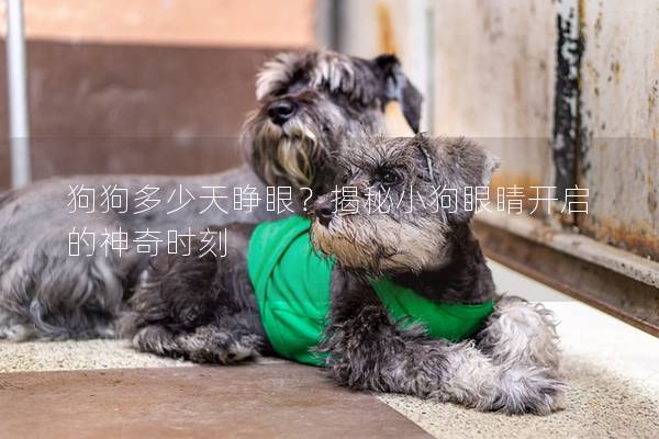 狗狗多少天睜眼?揭秘小狗眼睛開啟的神奇時(shí)刻