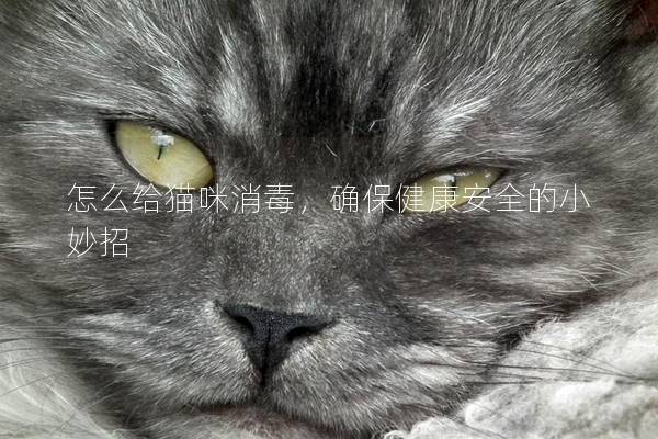 怎么給貓咪消毒，確保健康安全的小妙招