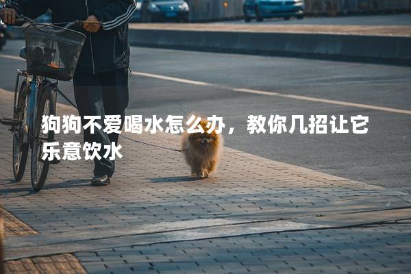 狗狗不愛喝水怎么辦，教你幾招讓它樂意飲水