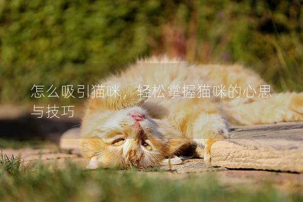 怎么吸引貓咪，輕松掌握貓咪的心思與技巧