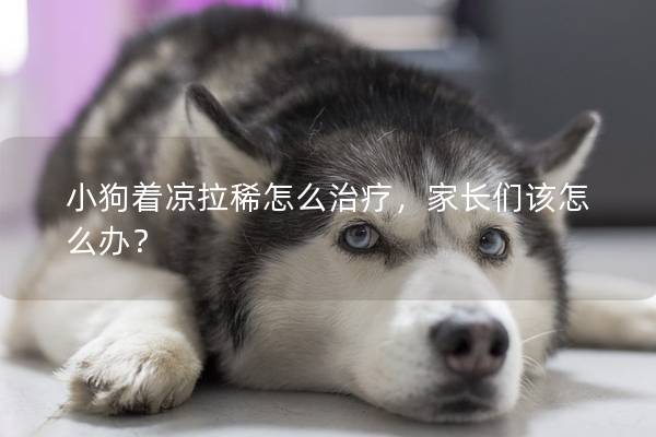 小狗著涼拉稀怎么治療，家長(zhǎng)們?cè)撛趺崔k？