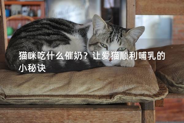 貓咪吃什么催奶?讓愛貓順利哺乳的小秘訣 貓咪吃什么催奶?讓愛貓順利哺乳的小秘訣