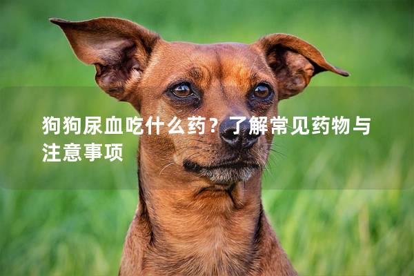 狗狗尿血吃什么藥？了解常見藥物與注意事項
