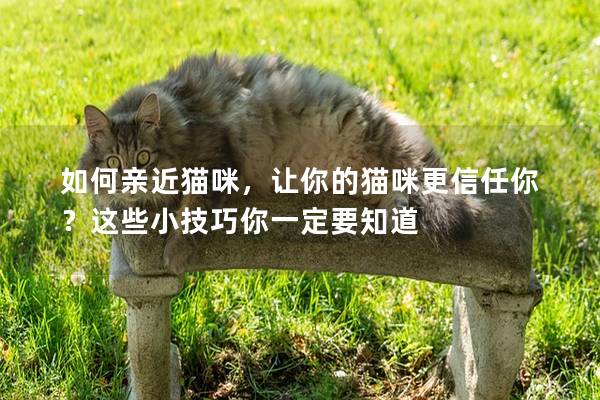 如何親近貓咪，讓你的貓咪更信任你？這些小技巧你一定要知道