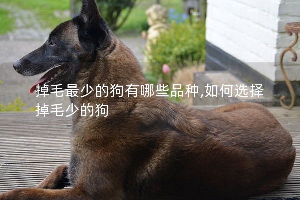 掉毛最少的狗有哪些品種,如何選擇掉毛少的狗
