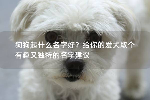 狗狗起什么名字好？給你的愛犬取個(gè)有趣又獨(dú)特的名字建議