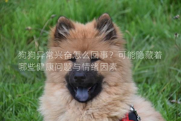 狗狗異常興奮怎么回事？可能隱藏著哪些健康問題與情緒因素