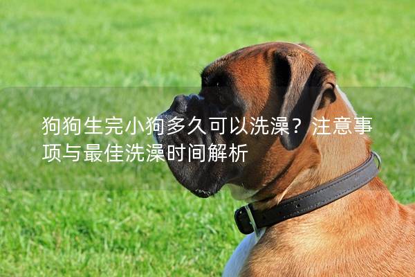 狗狗生完小狗多久可以洗澡？注意事項(xiàng)與最佳洗澡時(shí)間解析