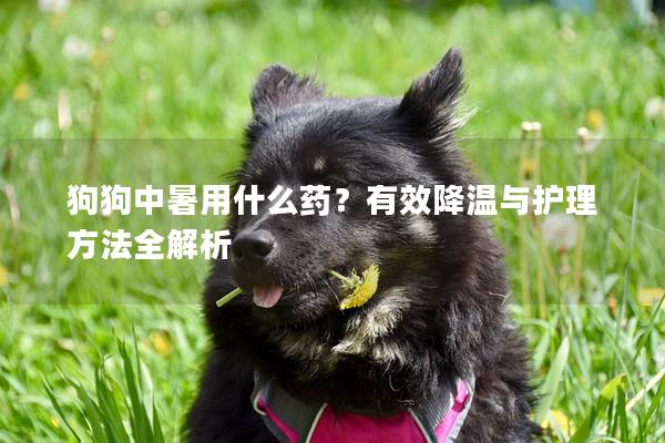 狗狗中暑用什么藥？有效降溫與護理方法全解析