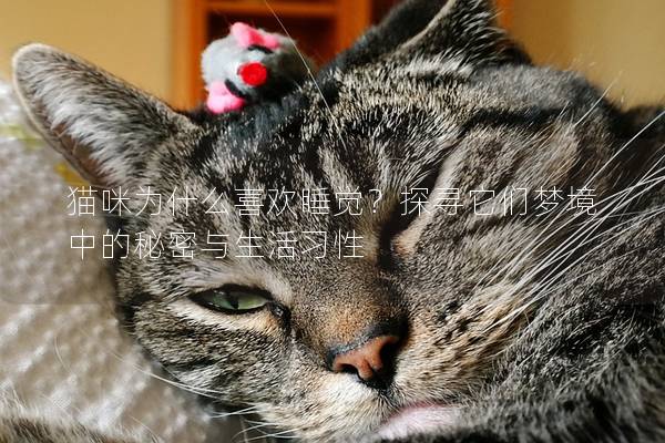 貓咪為什么喜歡睡覺？探尋它們夢境中的秘密與生活習(xí)性