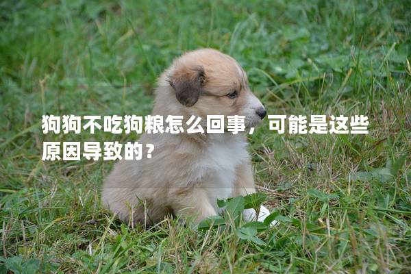 狗狗不吃狗糧怎么回事，可能是這些原因導致的？