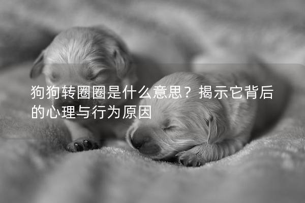 狗狗轉(zhuǎn)圈圈是什么意思？揭示它背后的心理與行為原因