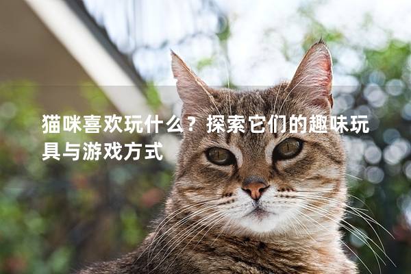 貓咪喜歡玩什么?探索它們的趣味玩具與游戲方式 貓咪喜歡玩什么?探索它們的趣味玩具與游戲方式