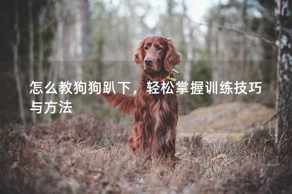怎么教狗狗趴下,輕松掌握訓練技巧與方法 怎么教狗狗趴下,輕松掌握訓練技巧與方法